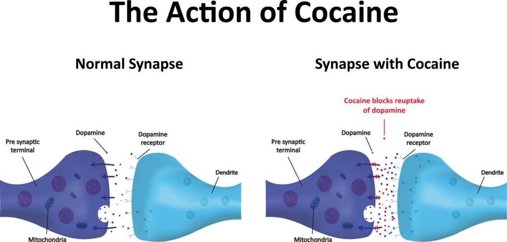 How Cocaine Works